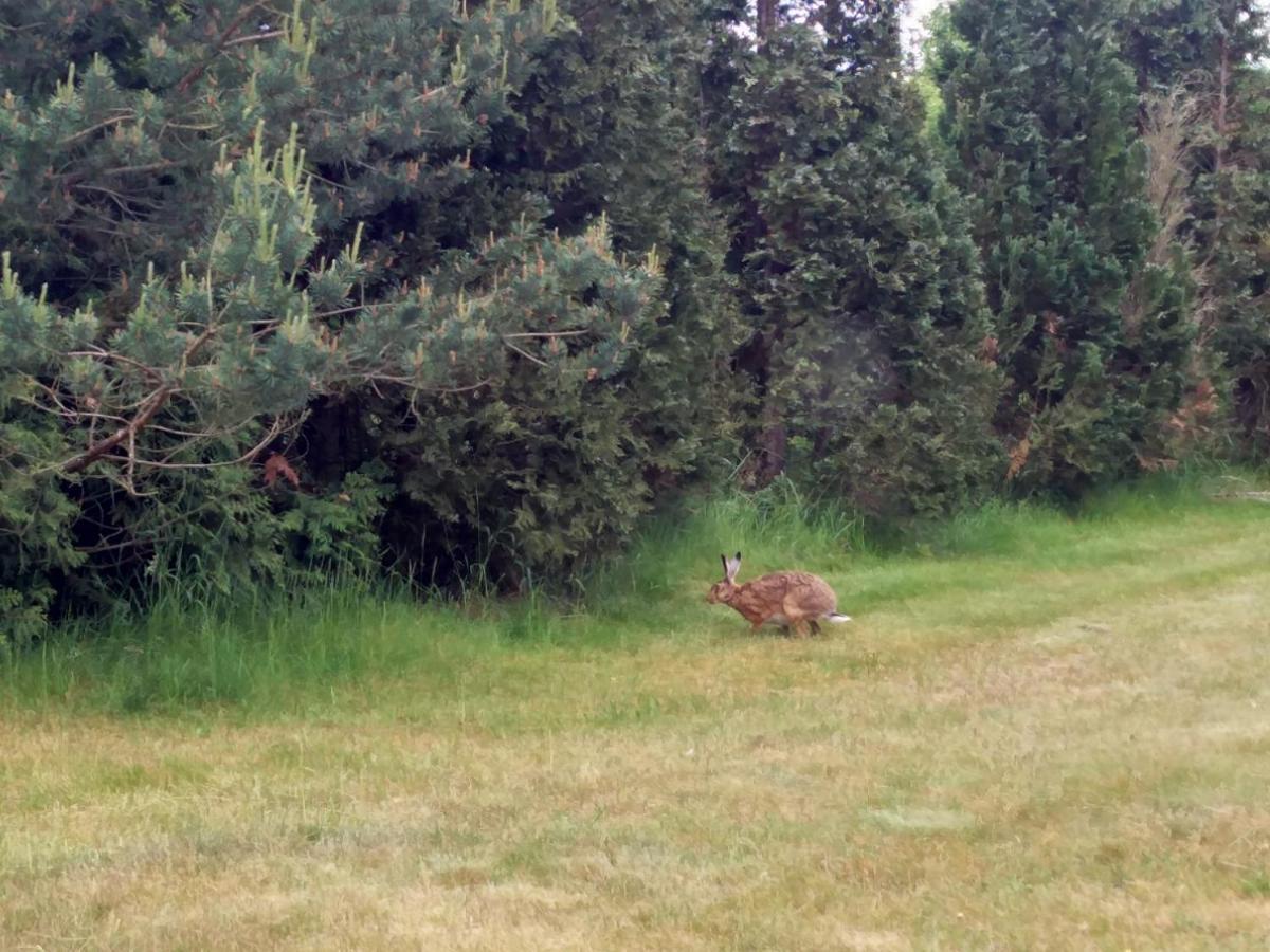 Ferienwohnung Am Kuestenwald Trassenheide Luaran gambar