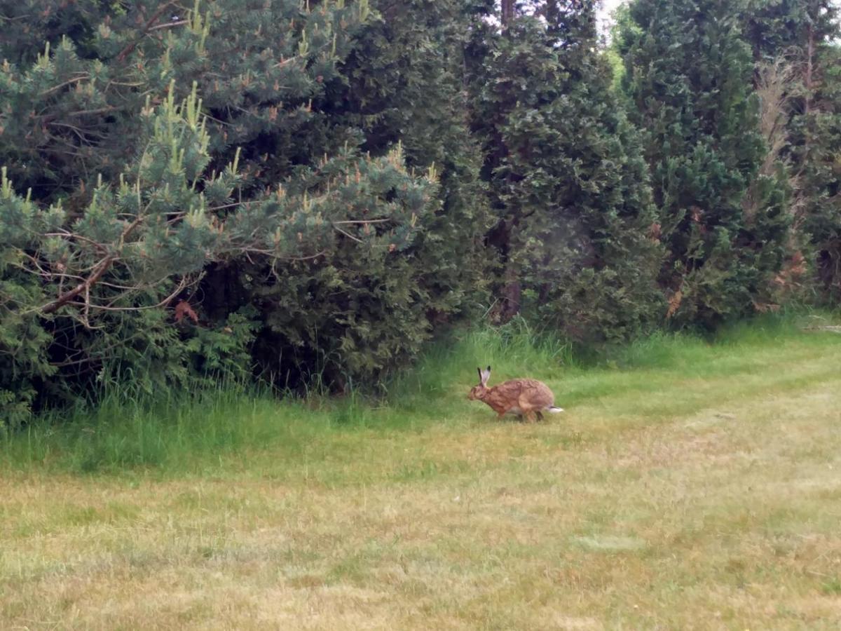 Ferienwohnung Am Kustenwald Trassenheide Luaran gambar